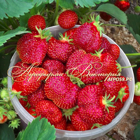 Земклуника ОТБОРНАЯ (КРУПНОМЕР! ОГРОМНЫЙ КУСТ, УРОЖАЙ В ГОД ПОСАДКИ) Земклуника ОТБОРНАЯ (КРУПНОМЕР! ОГРОМНЫЙ КУСТ, УРОЖАЙ В ГОД ПОСАДКИ)